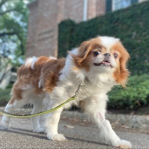 Meet your Posher, Brooke